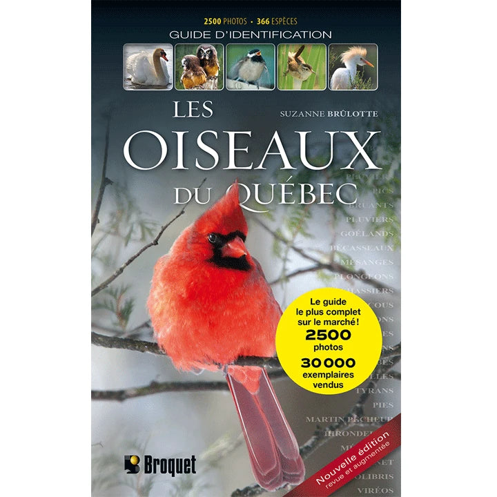 Les Oiseaux du Québec - Brûlotte