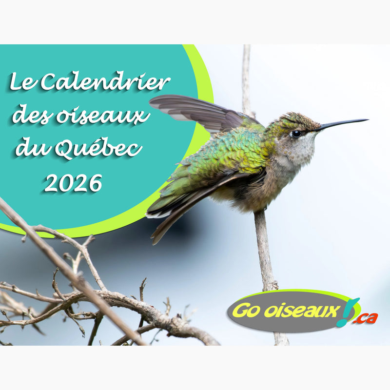 Go oiseaux ! Calendrier Oiseaux du Québec 2026